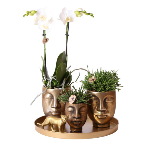 Witte orchidee en Rhipsalis op gouden schaal
